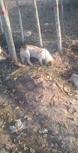 狗吃草