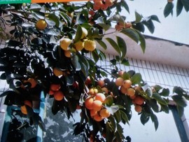 楹婪（张合）主播照片