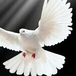 ✿和平的鸟✿