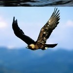 🦅过儿海报