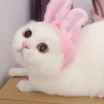 团呀小团子