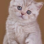 。。猫咪可爱。。