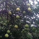 小柯弟弟海报