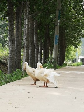 嗨村姑听歌🎶聊天主播照片