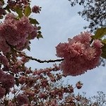 豆丁虾米