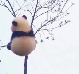 兔兔兔兔兔吱主播照片