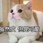 路飞快来找k玩