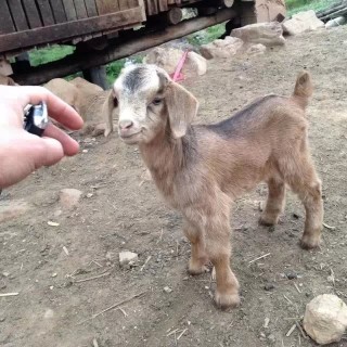 友记r的主播照片