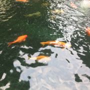 只是看看2020