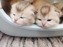 吃货🐽猪猪^O^主播照片