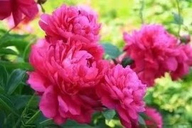 兔小宝爷主播照片