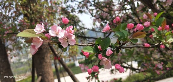 ☜雨后彩虹🌈的主播照片