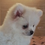 沫琳儿