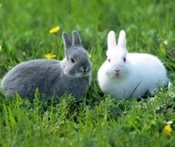 爱笑的小白兔的主播照片