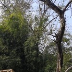 小幸幸儿