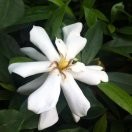 栀子花开!o