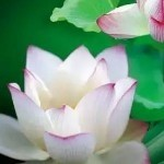 高山上的燕♥子主播照片