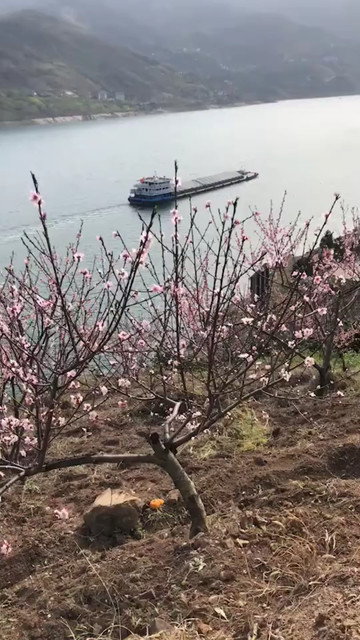 带你桃花一朵朵。