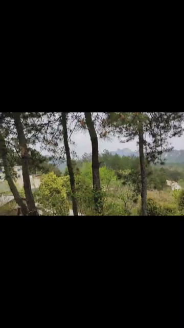 隔树望山
