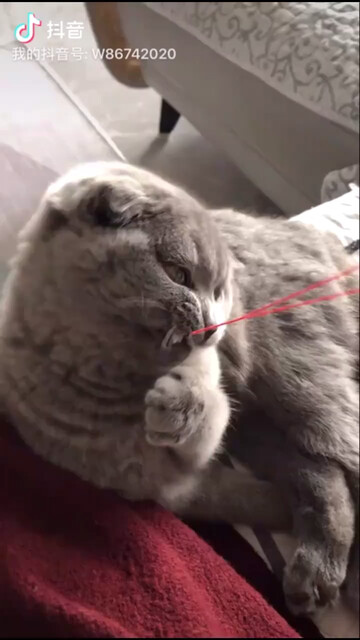 小灰灰