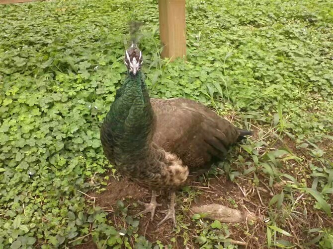 🌻山野村夫🌻的主播照片