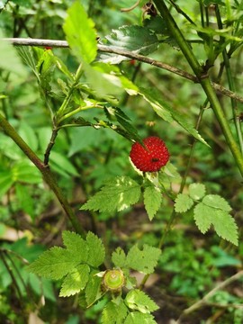 紫百合~~~主播照片