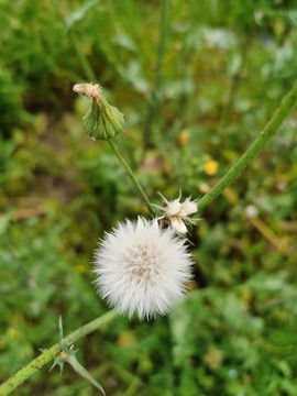 紫百合~~~主播照片