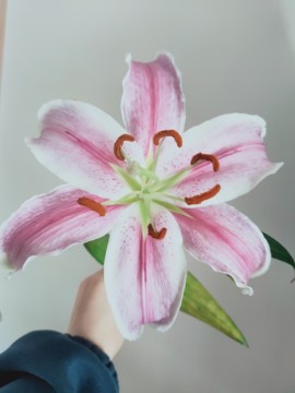 丸子上学去啦主播照片
