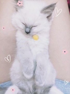 肖音哦，努力直播主播照片