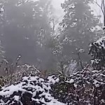 岑飞杨