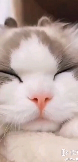 治愈系