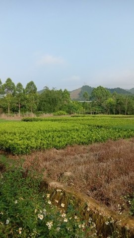 隨風的沙主播照片