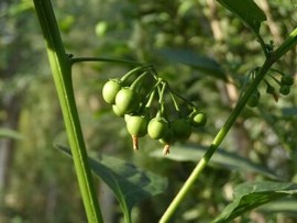 隨風的沙主播照片