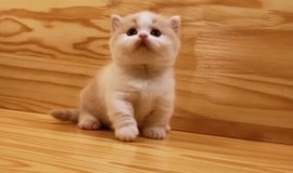 恋歌灬l一份童心主播照片