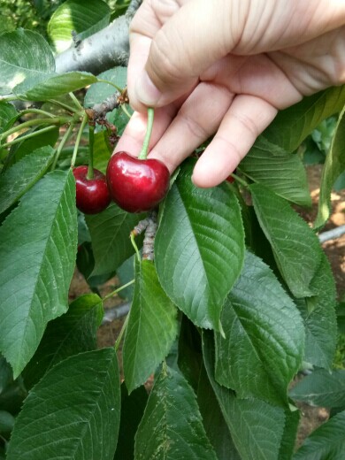 仙山樱桃园的主播照片