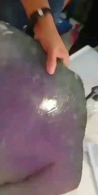 冰春紫罗兰