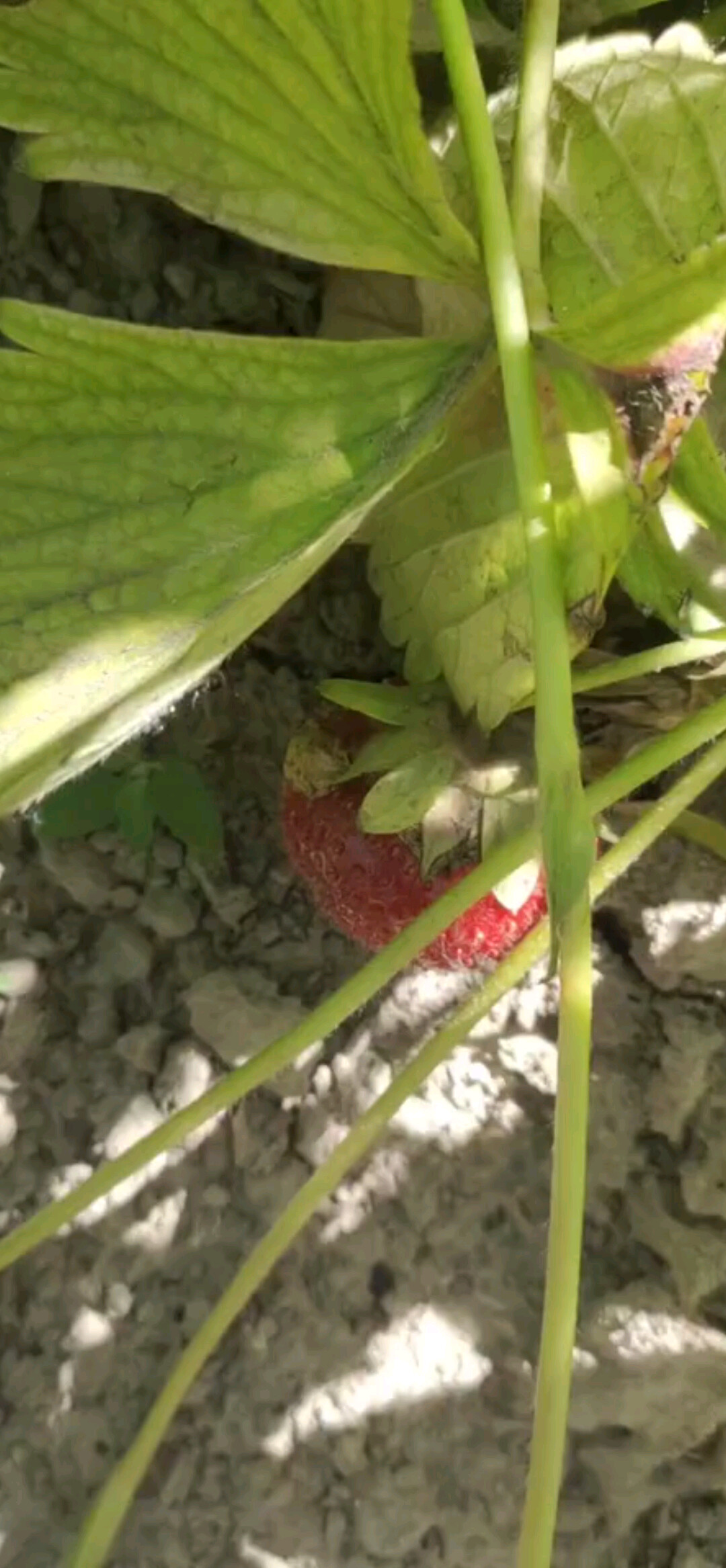 等她出现和你采摘陆地草莓🍓