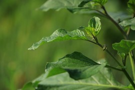真言叔叔相约在怒江主播照片