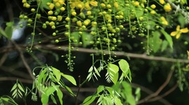 真言叔叔相约在怒江主播照片