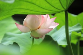 真言叔叔相约在怒江主播照片