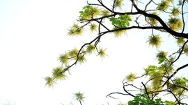 真言叔叔相约在怒江主播照片