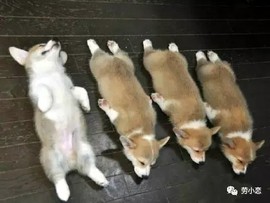 萌萌哒猎手主播照片