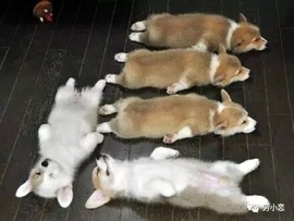 萌萌哒猎手主播照片