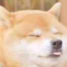 无赖d*t海报