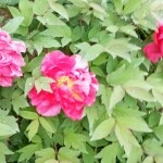 ❀沉睡～慕容紫💐主播照片