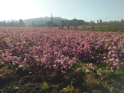 草原97花哥的主播照片