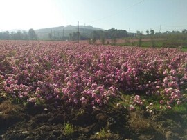 草原97花哥主播照片