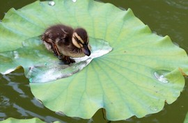 鑫鑫320主播照片