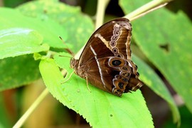 鑫鑫320主播照片
