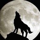 仓狼啸月。